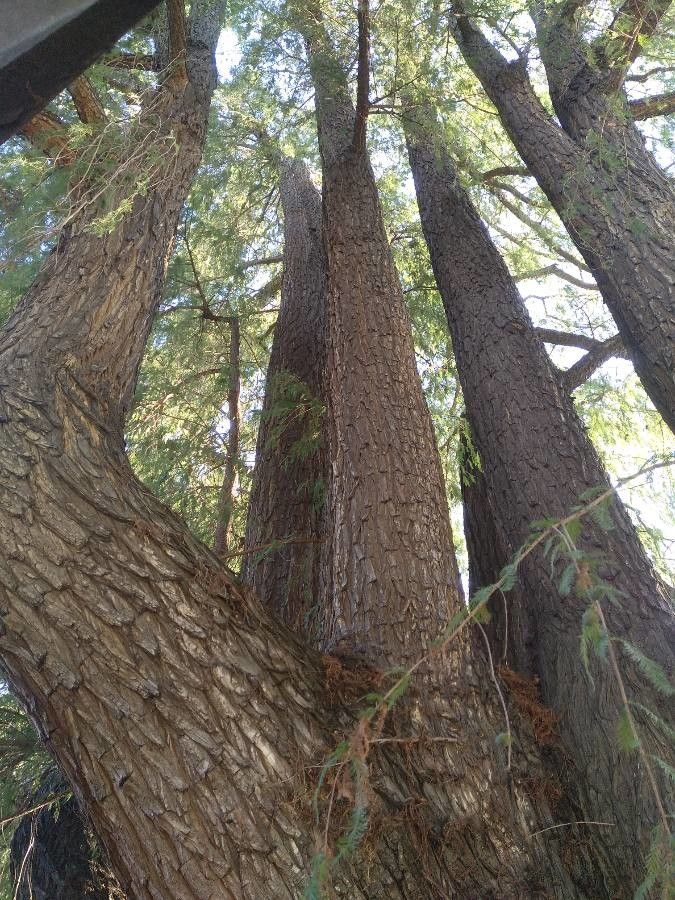 Taxodium mucronatum bark
