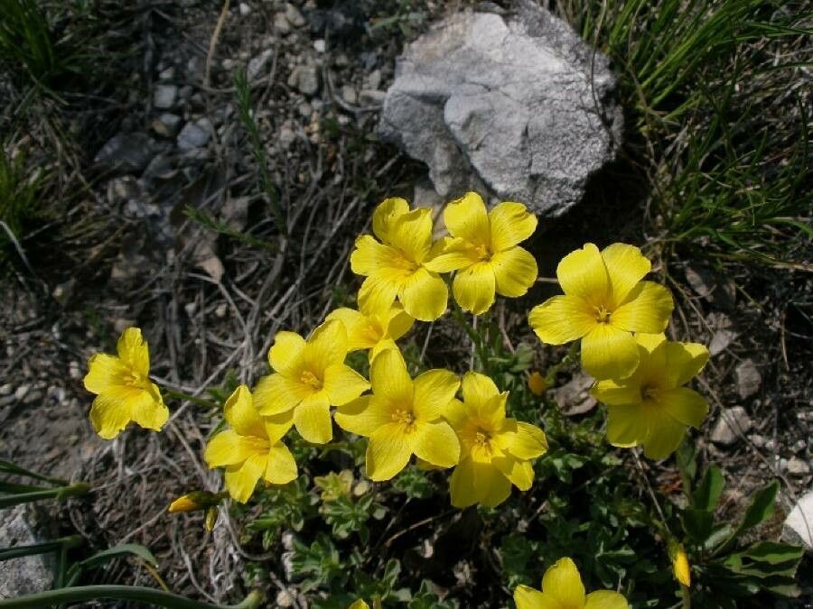 Linum dolomiticum flower