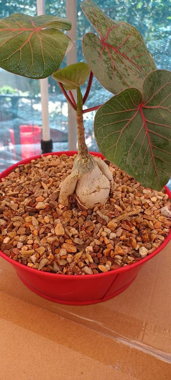 Ficus palmeri — houseplant care guide