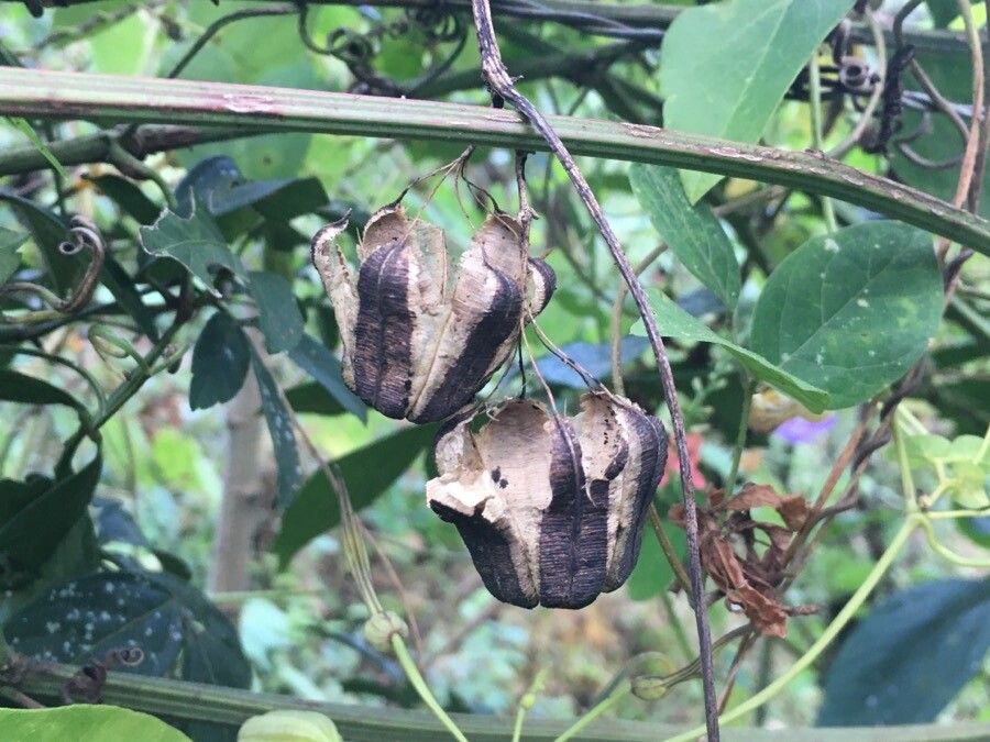 Aristolochia anguicida fruit