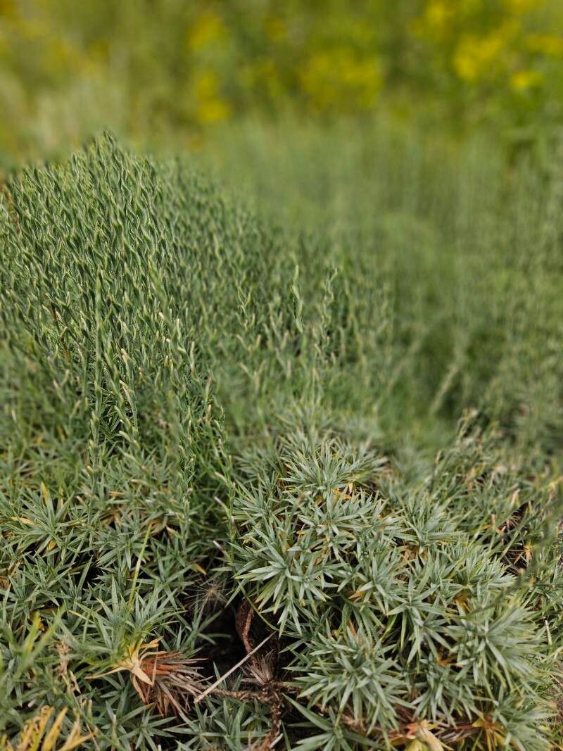 Acantholimon albanicum flower