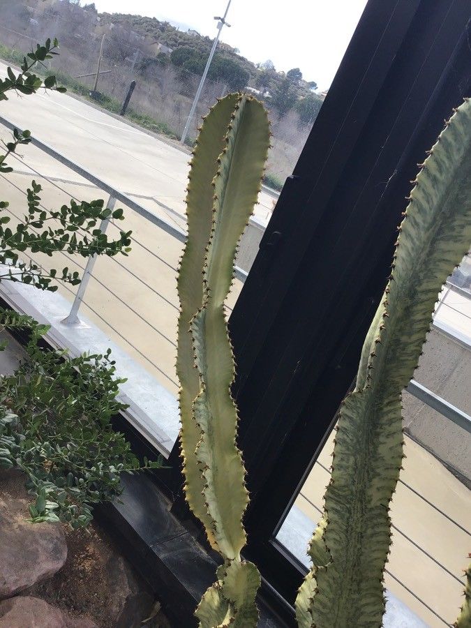 Euphorbia ammak — search result for 'Euphorbia'