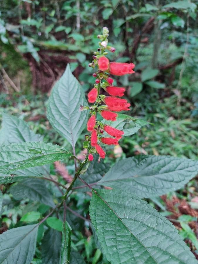 Salvia melissiflora — houseplant care guide