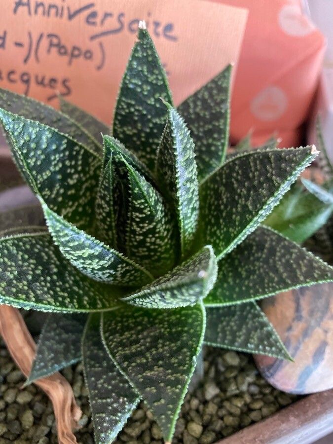 Aristaloe aristata cv. 'Cosmo' — related species from the same genus