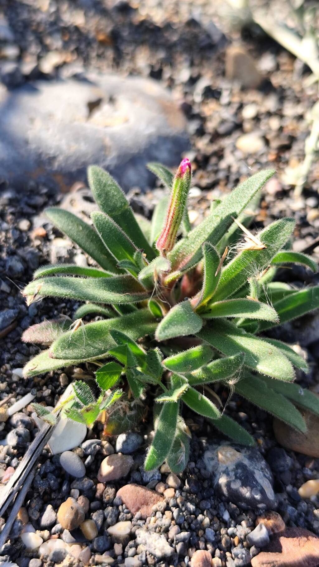 Silene cambessedesii habit