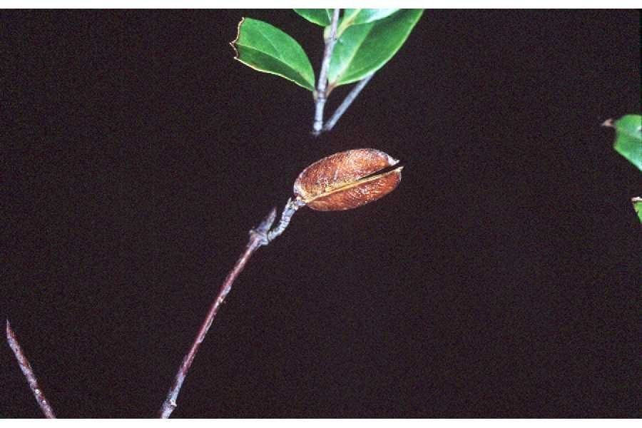Gelsemium rankinii fruit