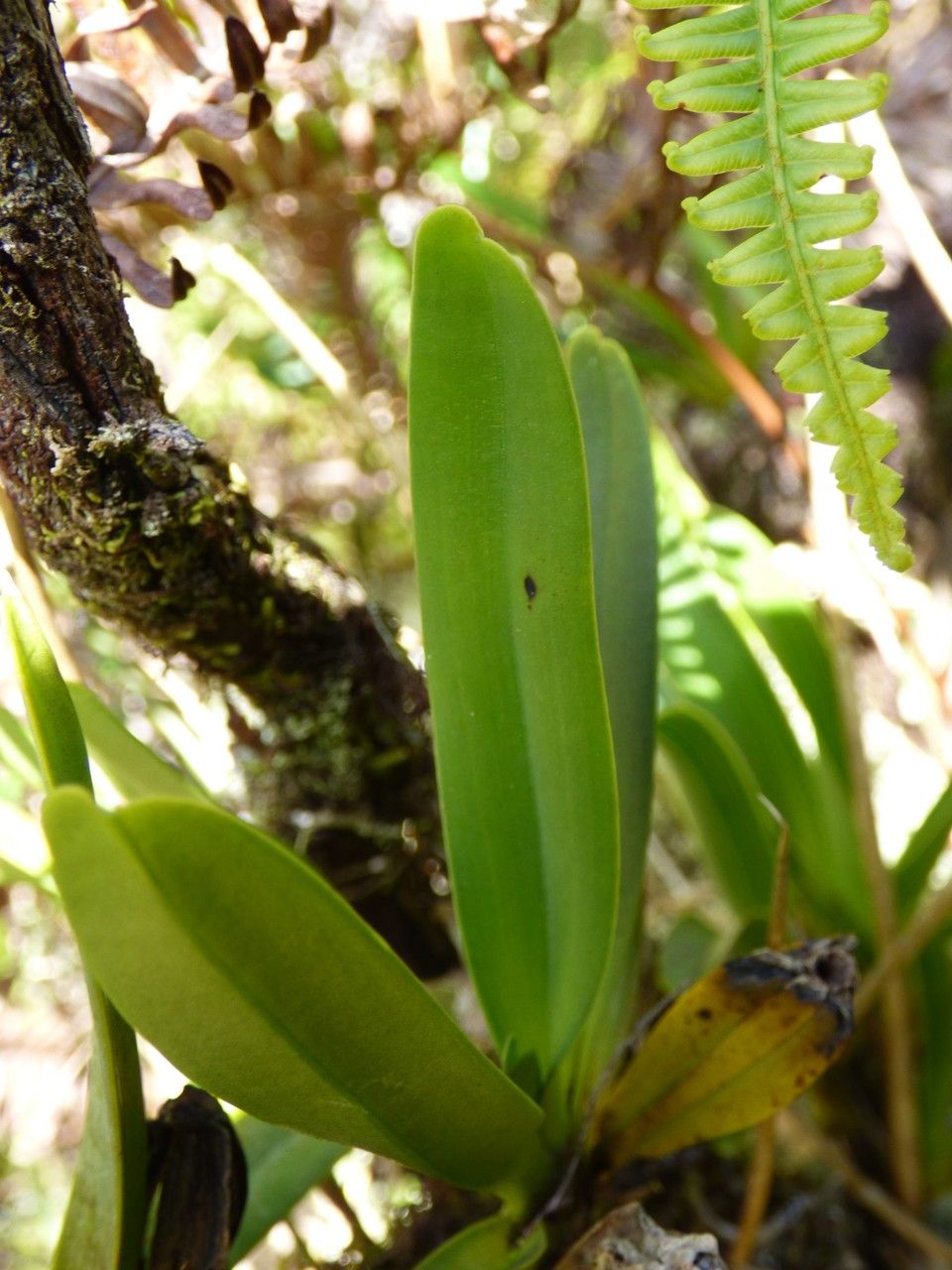 Angraecum borbonicum — houseplant care guide