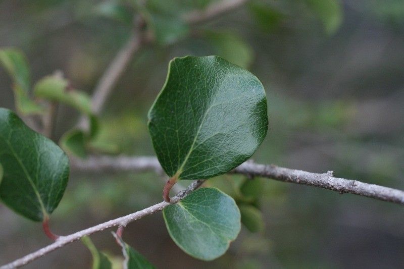 Scolopia heterophylla