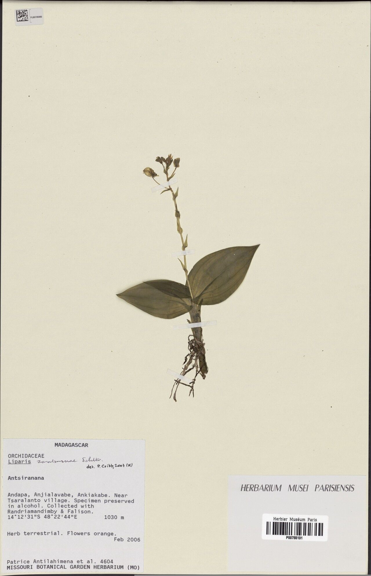 Liparis jumelleana — houseplant care guide