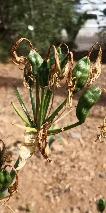 Pancratium canariense fruit