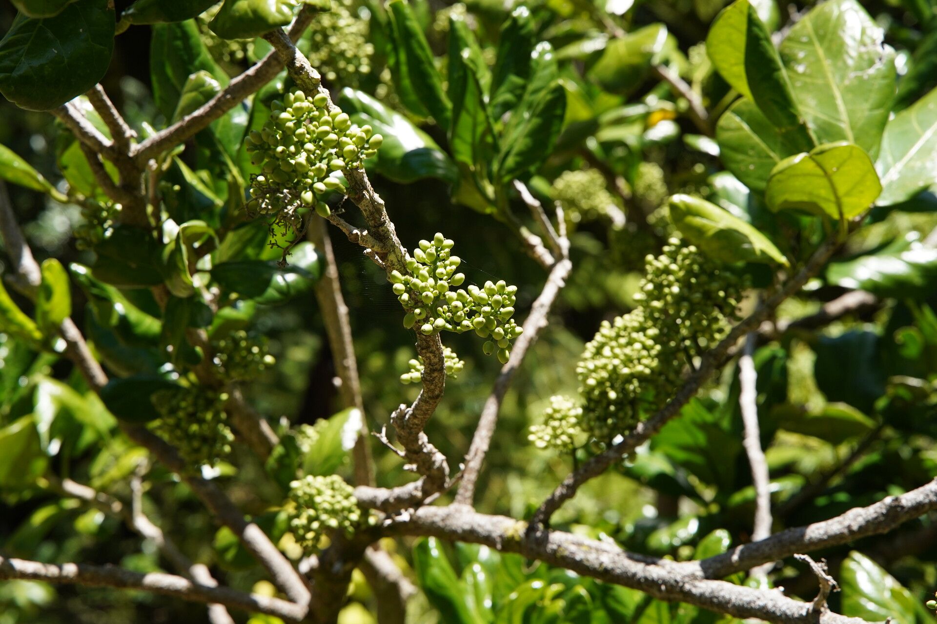 Pennantia endlicheri fruit
