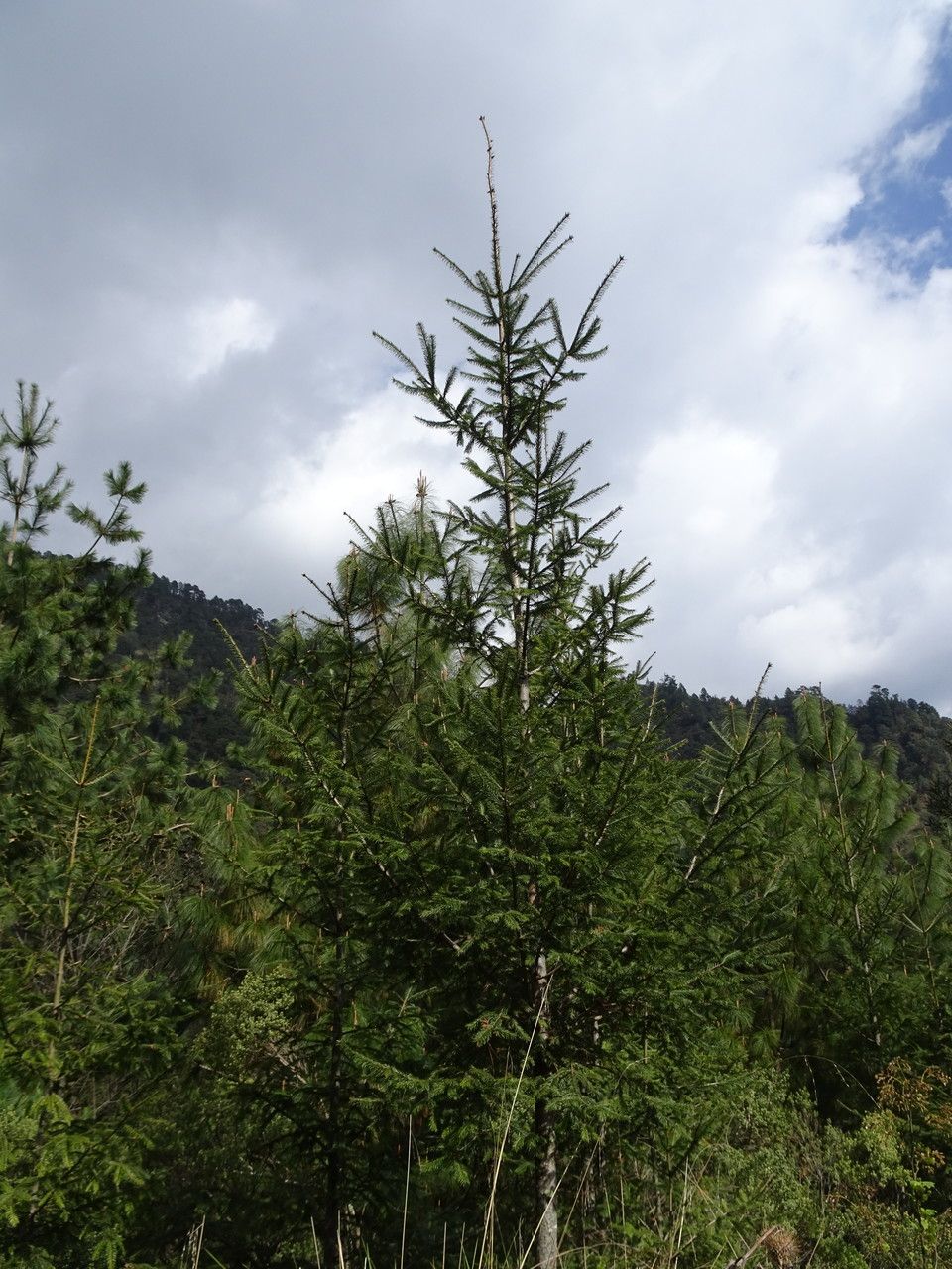 Abies religiosa habit