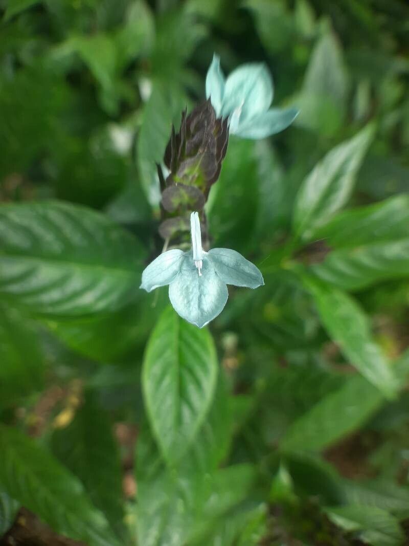 Ecbolium ligustrinum flower