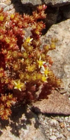 Sedum annuum flower