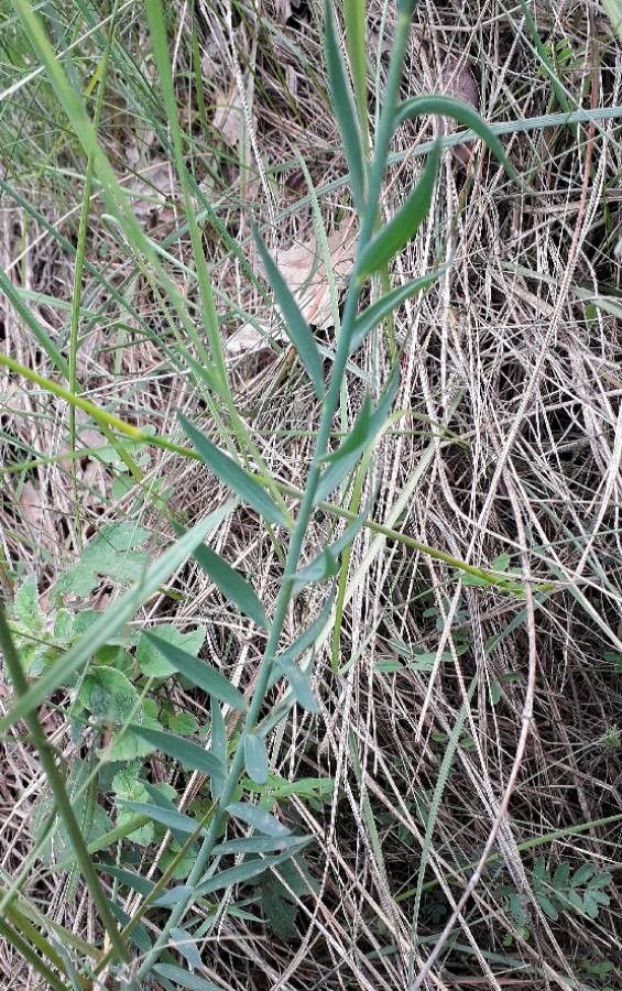 Linum narbonense leaf