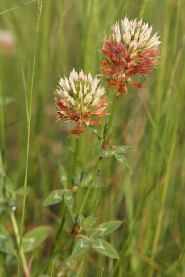 Trifolium vesiculosum habit