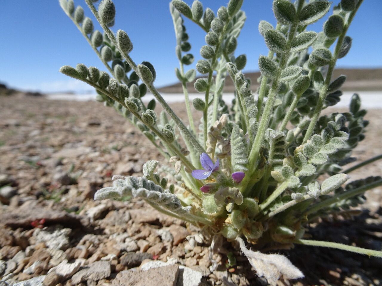 Astragalus cryptobotrys habit
