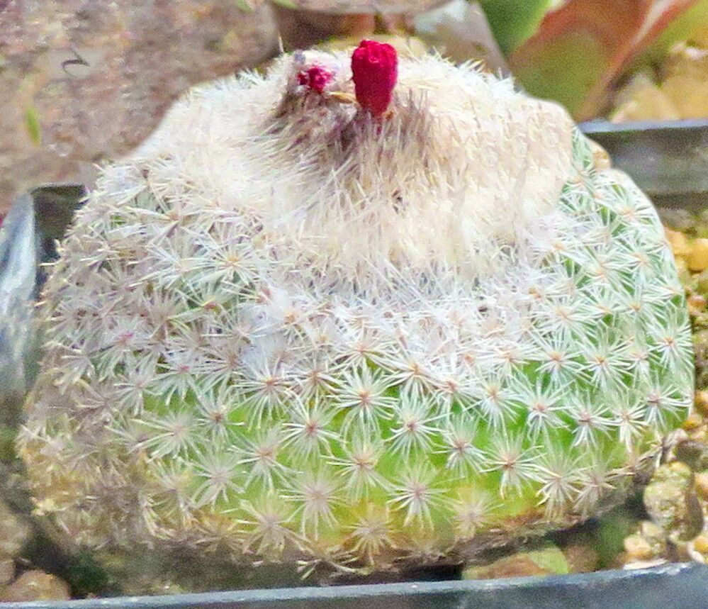 Epithelantha greggii habit