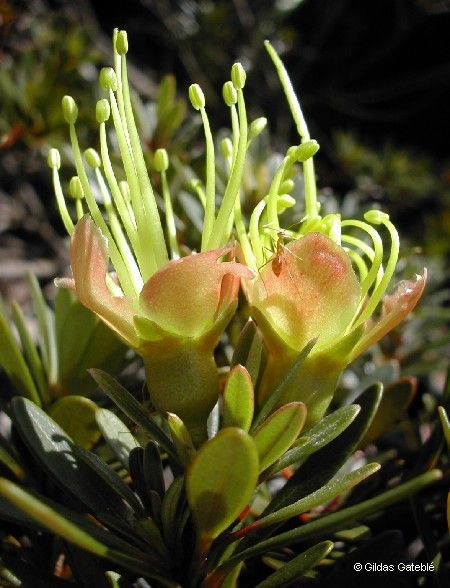 Xanthostemon myrtifolius fruit