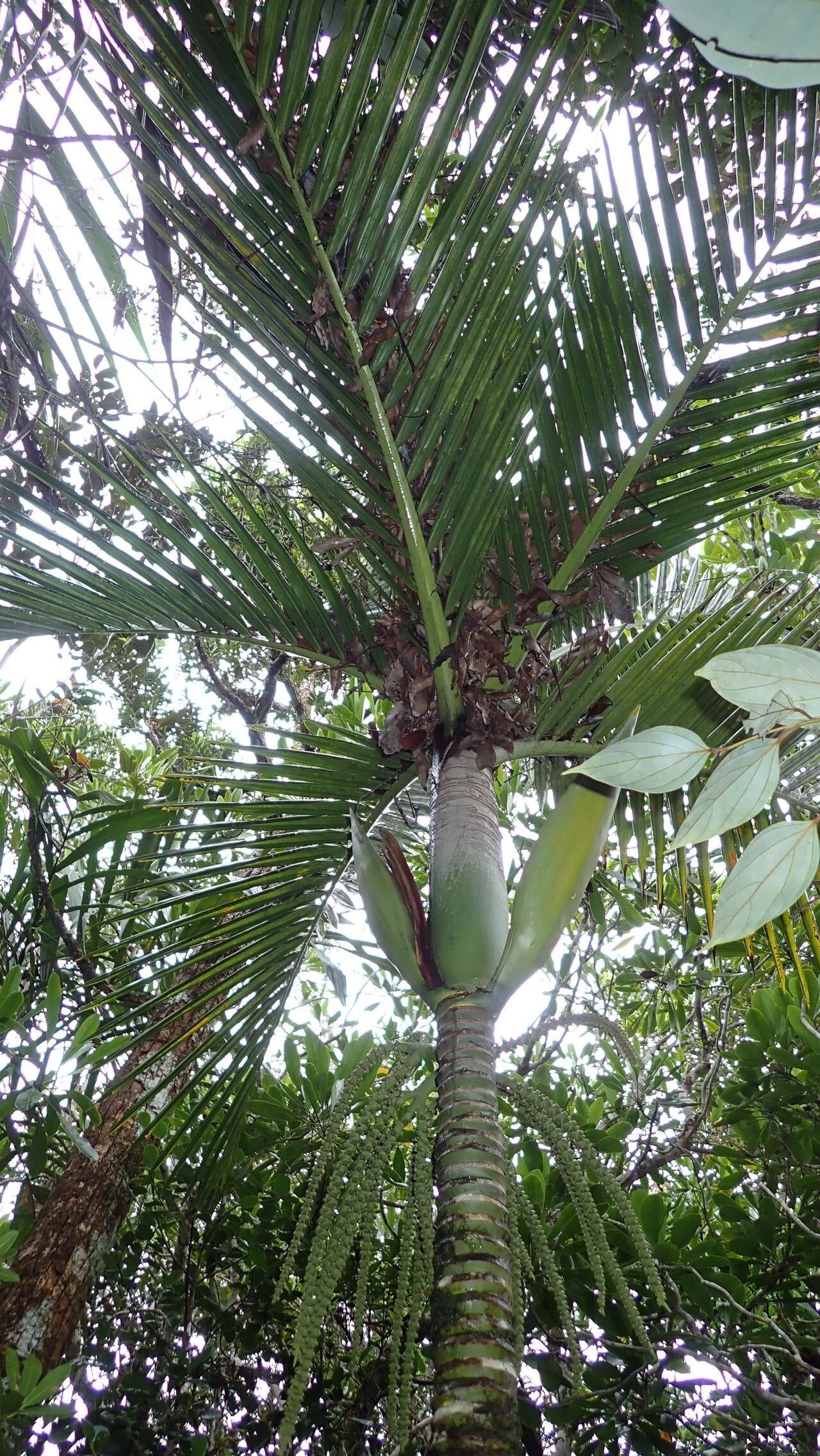 Cyphophoenix fulcita — related species from the same genus