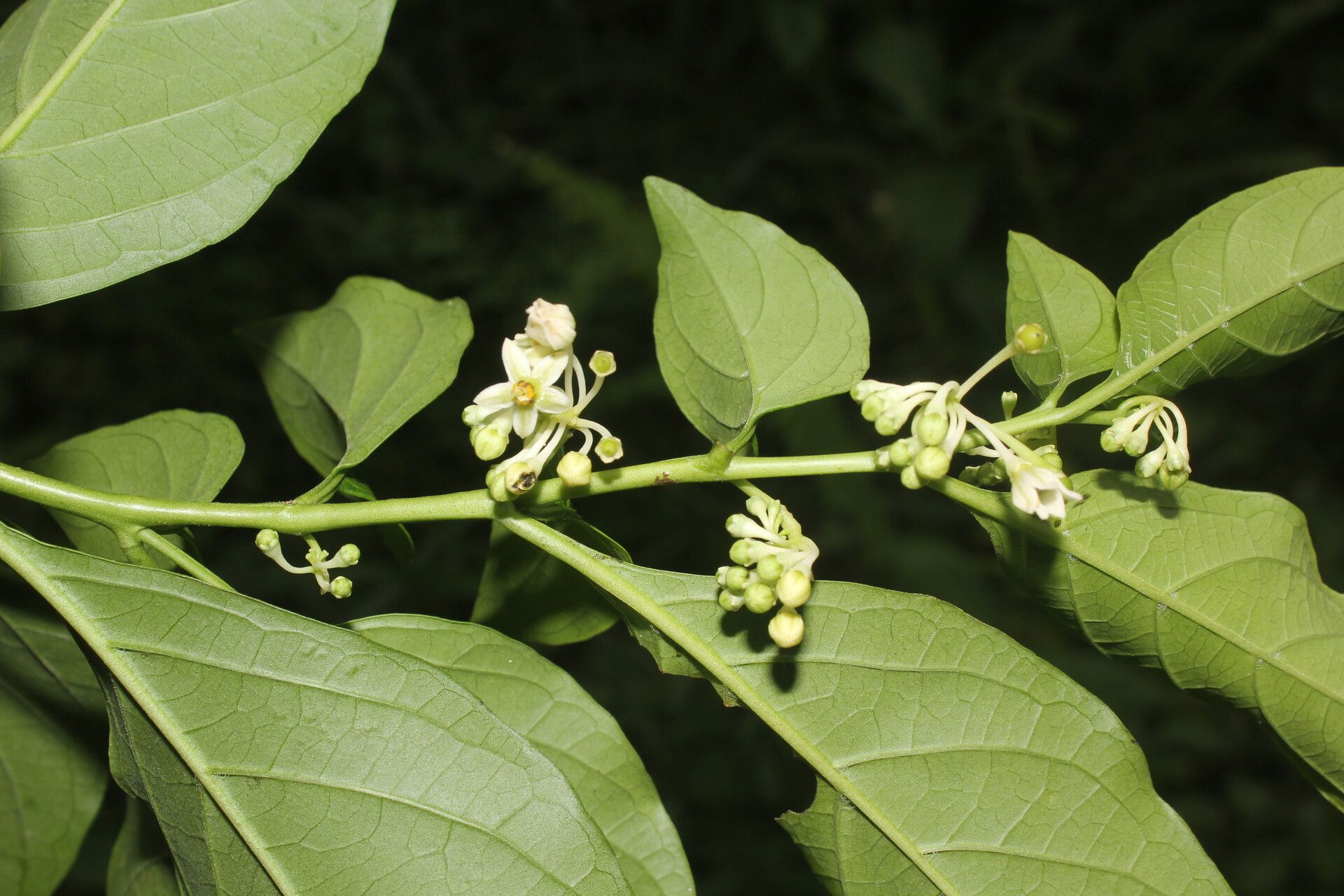 Solanum aphyodendron flower