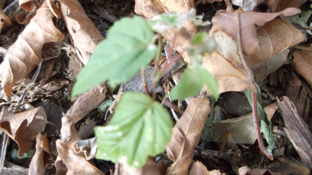 Acer x hybridum — houseplant care guide