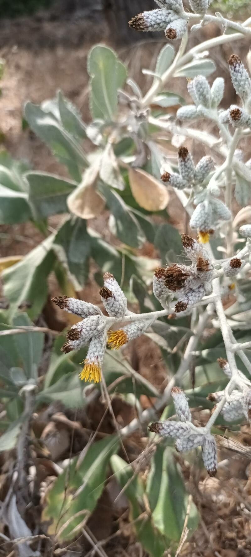 Hazardia detonsa flower