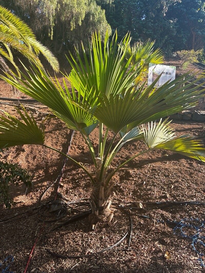 Pritchardia schattaueri — search result for 'Pritchardia'