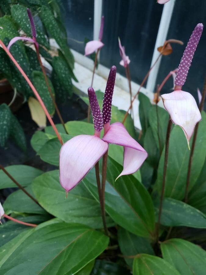 Anthurium amnicola flower