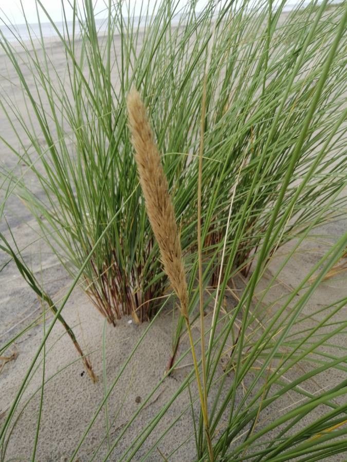 Ammophila arenaria flower