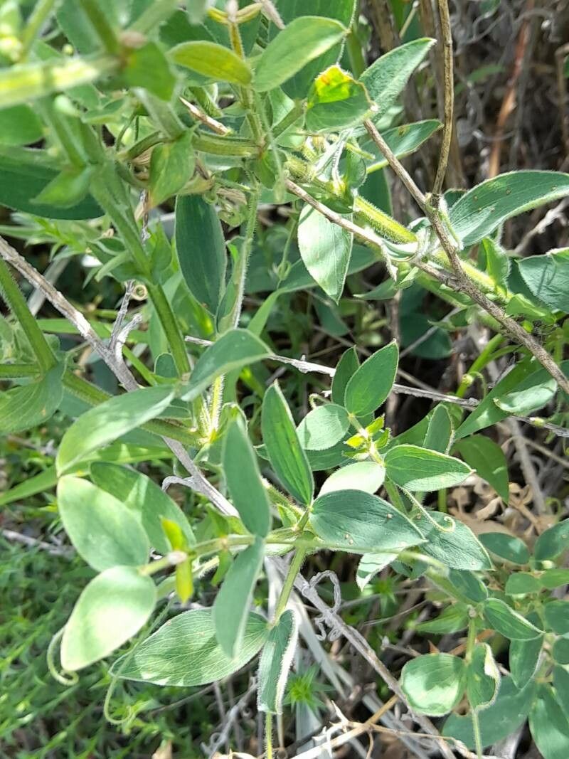 Lathyrus pubescens leaf