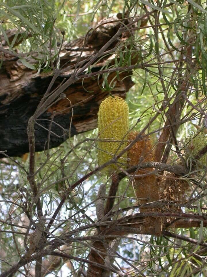 Banksia littoralis — search result for 'Banksia'