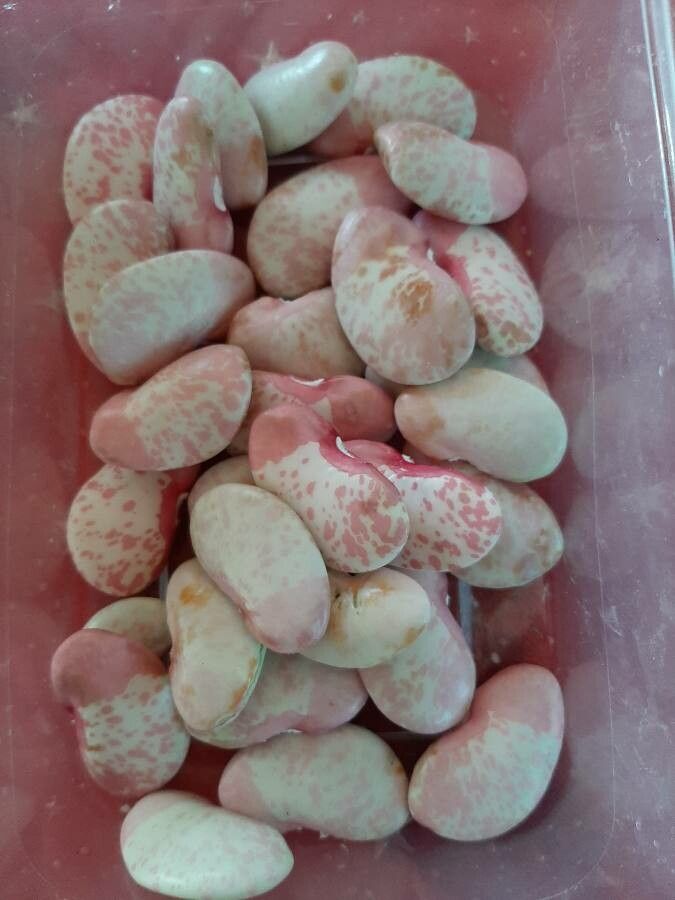 Phaseolus lunatus fruit