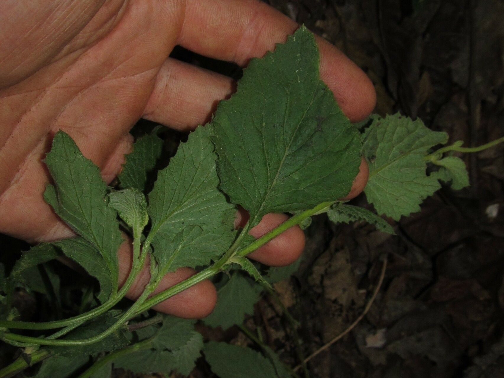 Momordica cissoides — search result for 'Momordica'