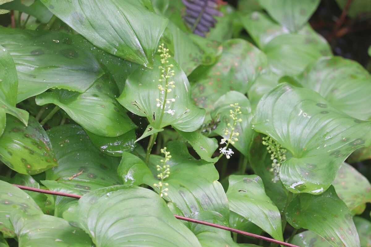Maianthemum trifolium flower