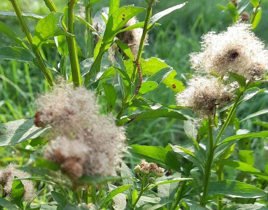 Pluchea sagittalis fruit