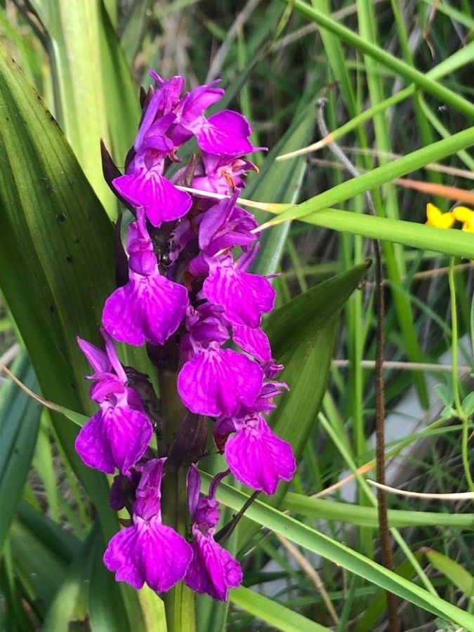 Dactylorhiza elata flower