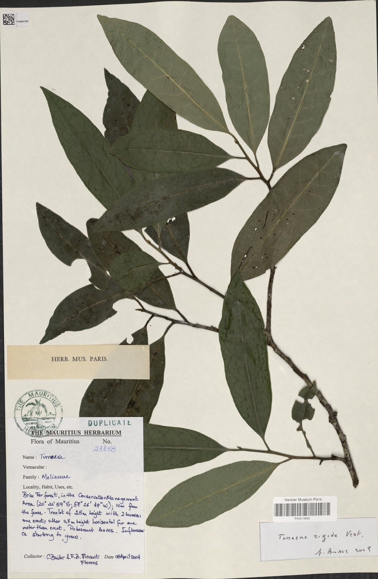 Turraea rigida — houseplant care guide