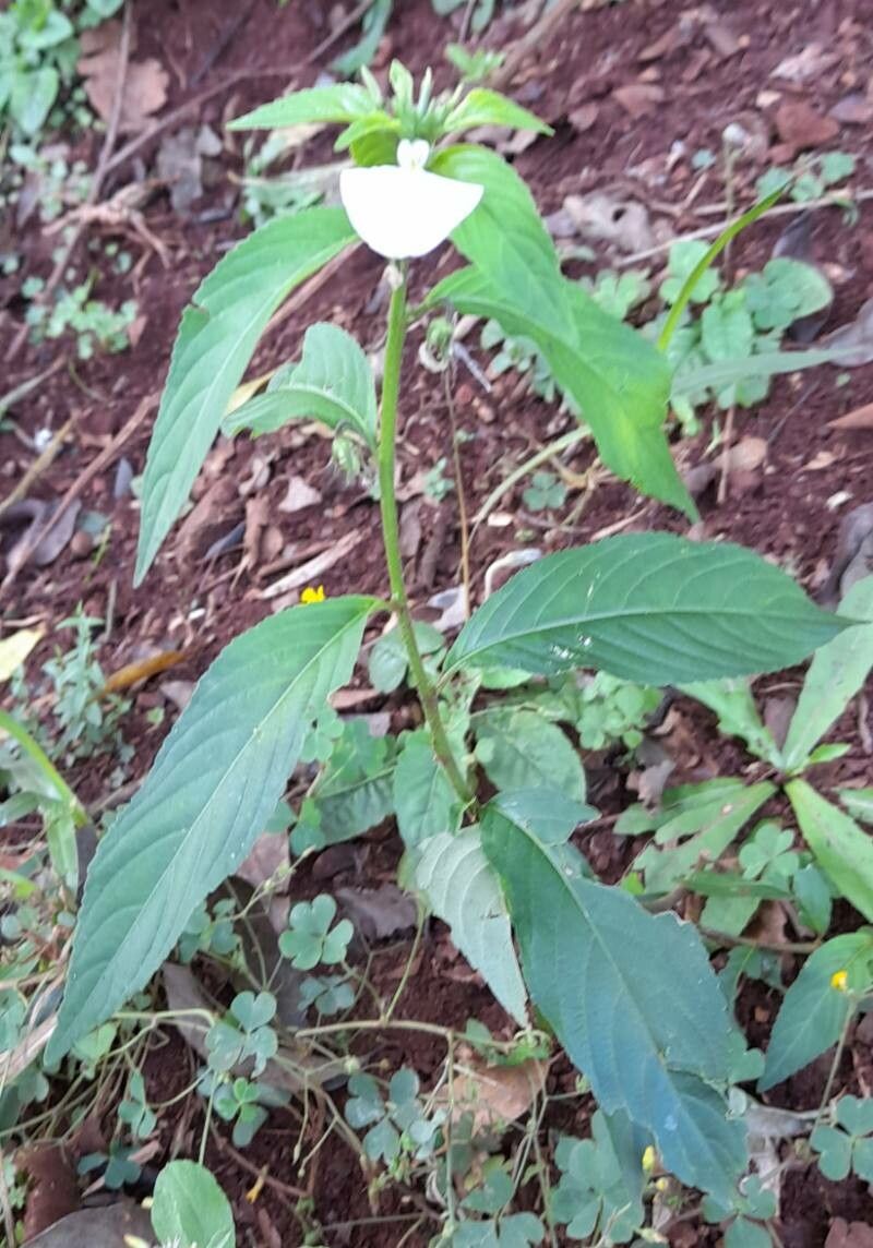 Pombalia communis habit