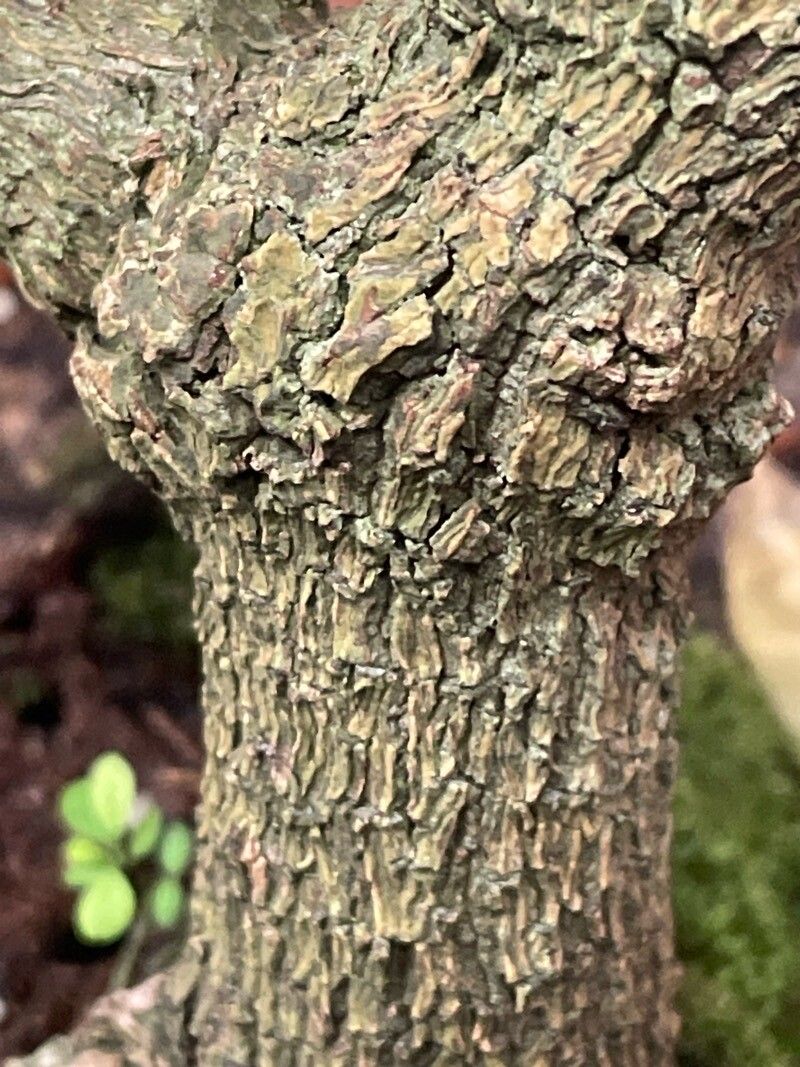 Malpighia urens bark