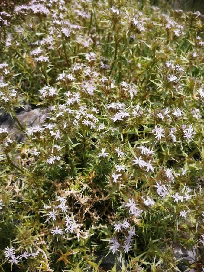 Navarretia leucocephala — search result for 'Phlox'