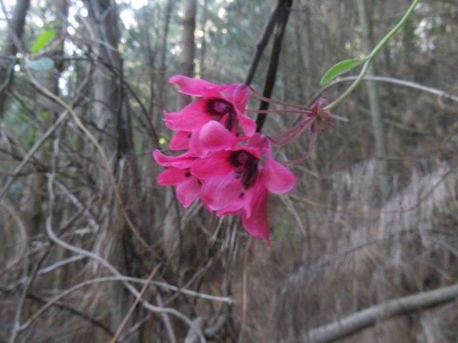 Bomarea salsilla flower