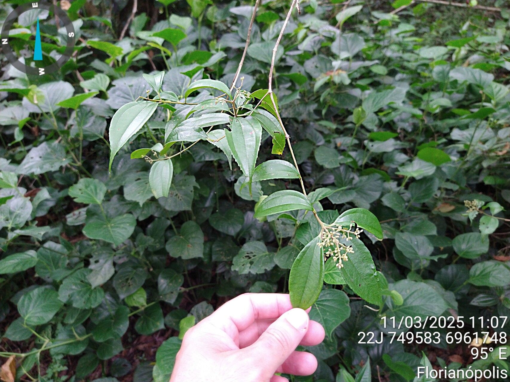 Miconia pusilliflora — houseplant care guide