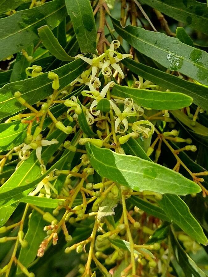 Lomatia myricoides flower