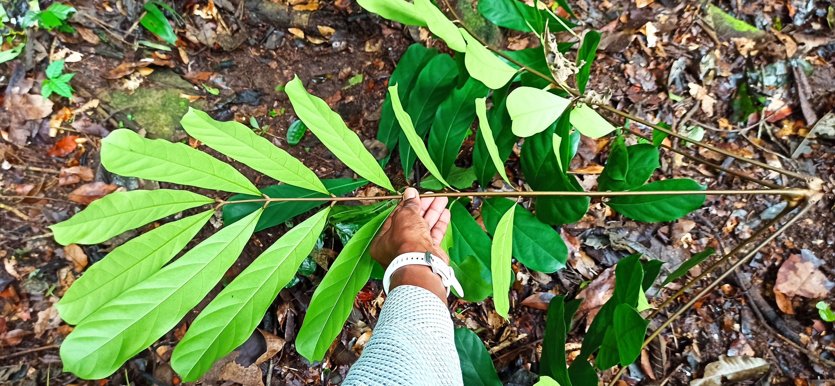 Carapa angustifolia leaf