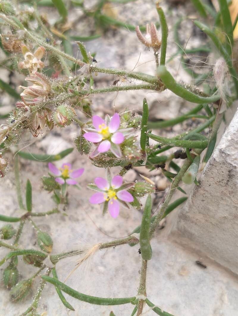 Spergularia nicaeensis flower