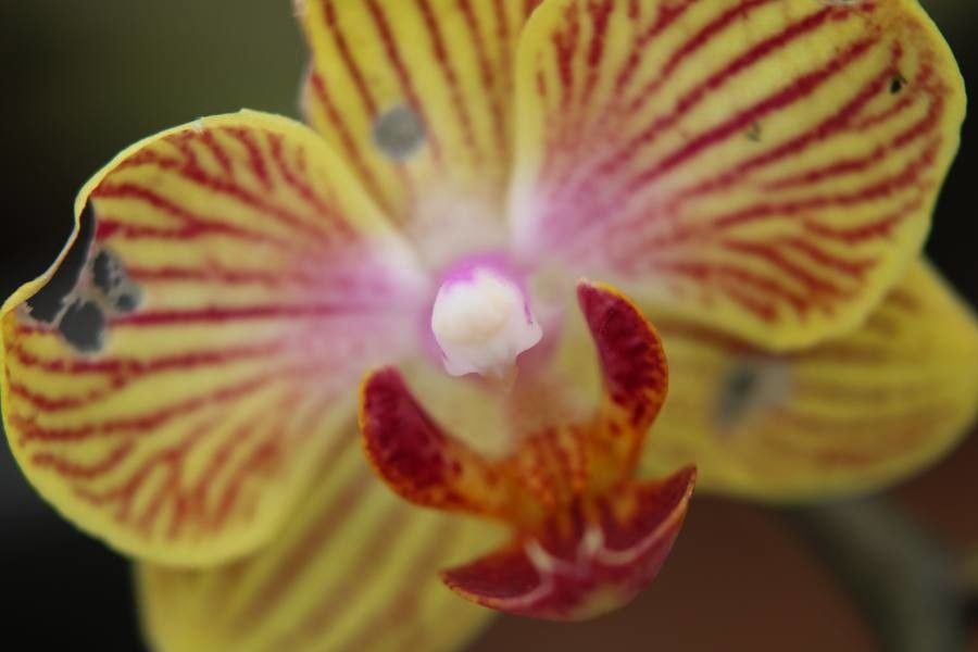 Clematepistephium smilacifolium — search result for 'Orchidaceae'