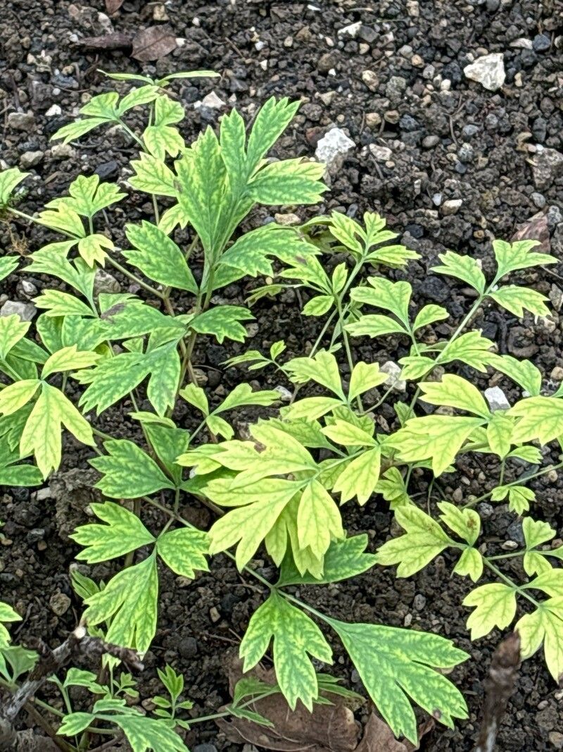 Paeonia decomposita — large blooms houseplant