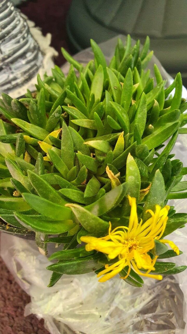 Delosperma congestum flower
