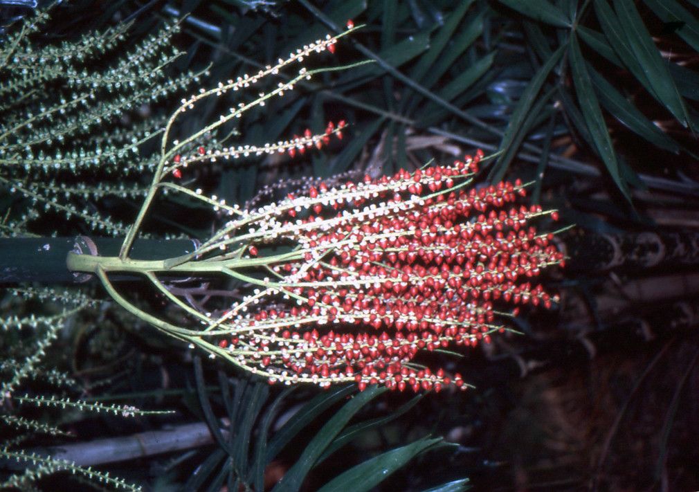 Ptychosperma macarthuri — houseplant care guide